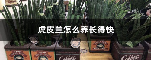 虎皮兰怎么养长得快