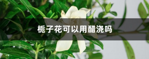 栀子花可以用醋浇吗