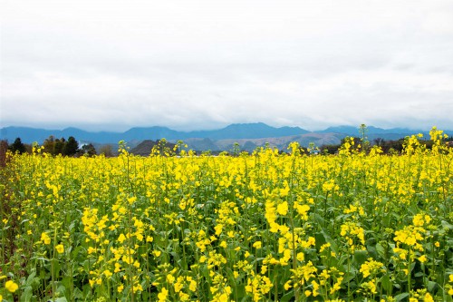 油菜花