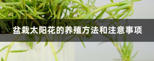 盆栽太阳花的养殖方法和注意事项，用多大的花盆