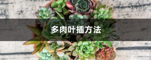 多肉种植方法，叶插方法