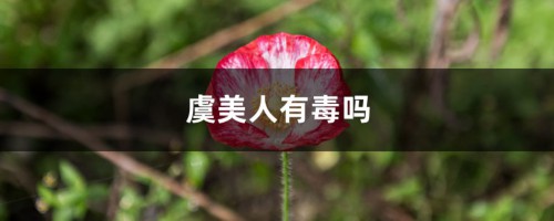 虞美人有毒吗