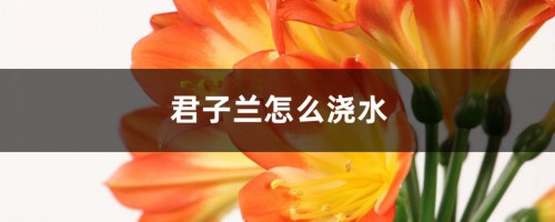 君子兰怎么浇水