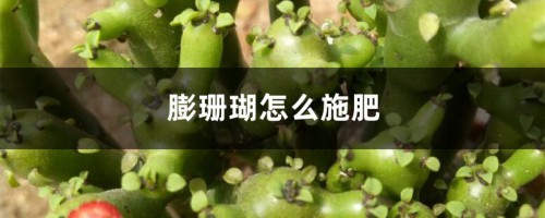 膨珊瑚怎么施肥