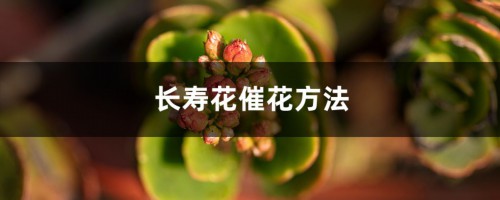 长寿花催花方法