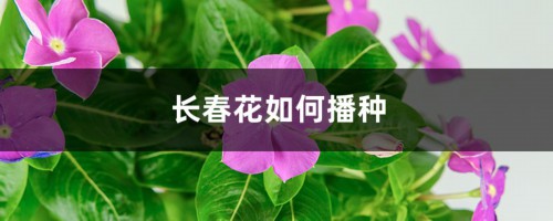 长春花如何播种