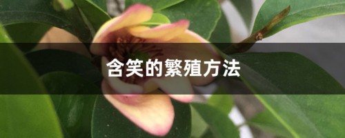 含笑的繁殖方法